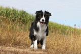 BORDER COLLIE 001